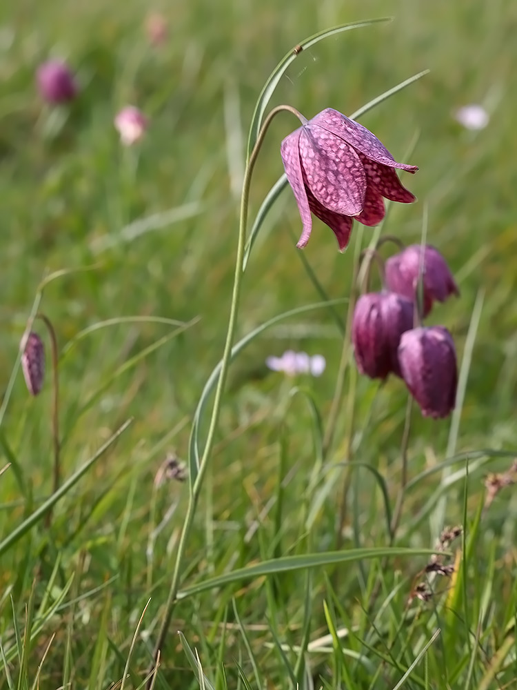 Snakeshead fritillary